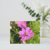 Roze Cosmo bloem ansichtkaart Briefkaart (Staand voorkant)