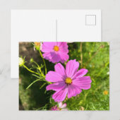 Roze Cosmo bloem ansichtkaart Briefkaart (Voorkant / Achterkant)