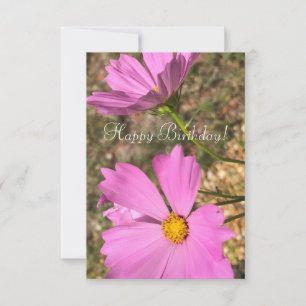 Roze Cosmo Bloemen Zomer Tuin Fotografie Kaart