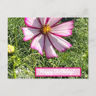 Roze Cosmo-bloemkaart, Happy Birthday Briefkaart