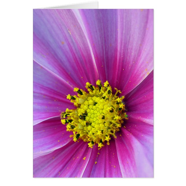 Roze Cosmos (Voorkant)