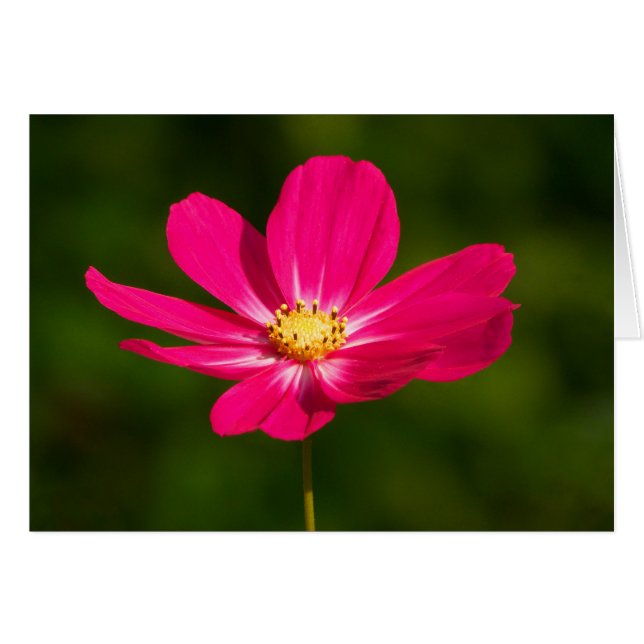 Roze Cosmos (Voorkant Horizontaal)