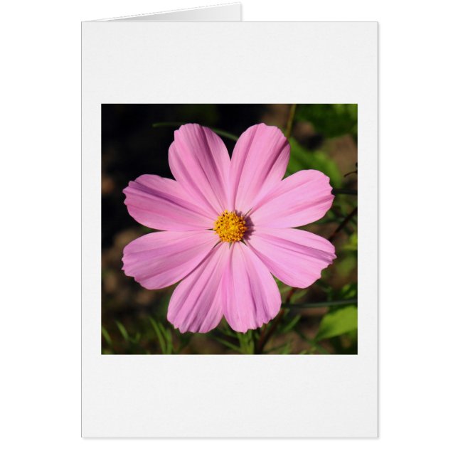 Roze Cosmos (Voorkant)