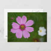 Roze Cosmos bipinnatus Briefkaart (Voorkant / Achterkant)