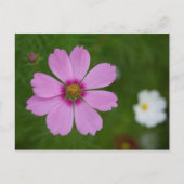Roze Cosmos bipinnatus Briefkaart (Voorkant)