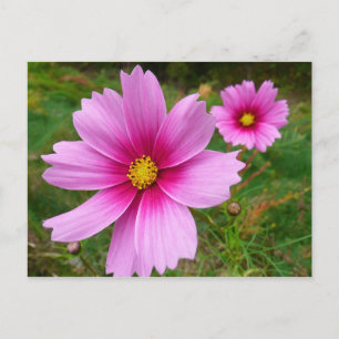 Roze Cosmos Bloemen Wilde Bloem Briefkaart