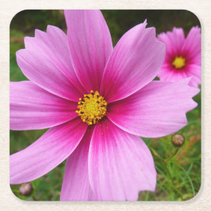 Roze Cosmos Bloemen Wilde Bloem Kartonnen Onderzetters