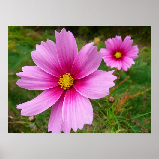 Roze Cosmos Bloemen Wilde Bloem Poster (Voorkant)