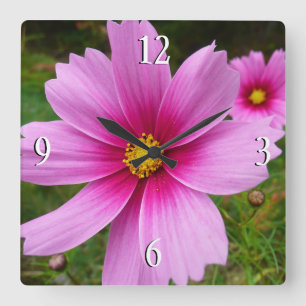 Roze Cosmos Bloemen Wilde Bloem Vierkante Klok
