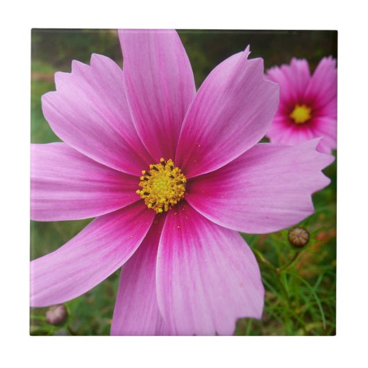Roze Cosmos Bloemen Wilde Bloemen Tegeltje (Voorkant)
