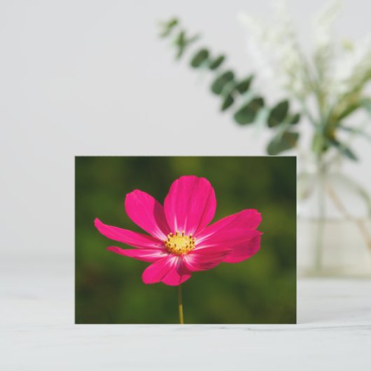 Roze Cosmos Briefkaart (Staand voorkant)