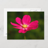 Roze Cosmos Briefkaart (Voorkant / Achterkant)