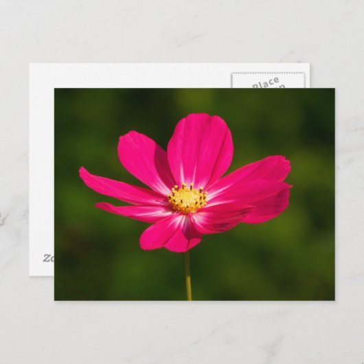 Roze Cosmos Briefkaart (Voorkant / Achterkant)