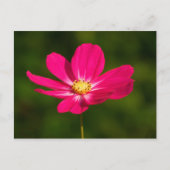 Roze Cosmos Briefkaart (Voorkant)