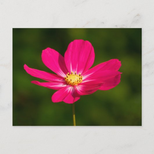 Roze Cosmos Briefkaart (Voorkant)