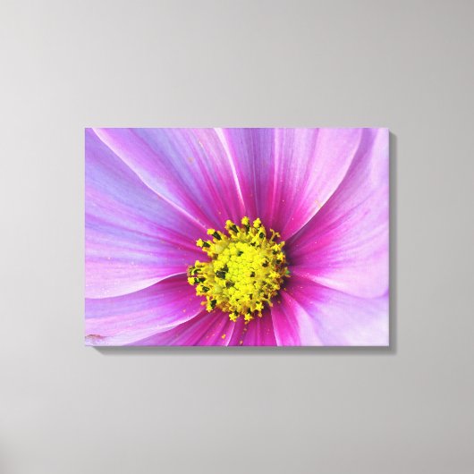 Roze Cosmos Canvas Afdruk (Voorkant)