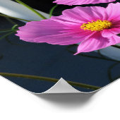 Roze Cosmos door de veranda leuning Poster (Hoek)