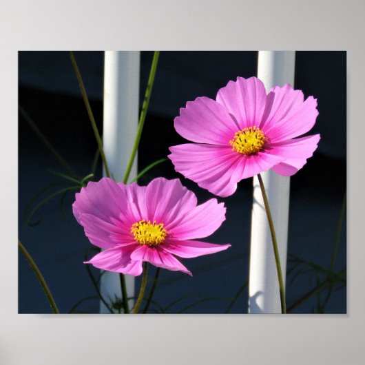 Roze Cosmos door de veranda leuning Poster (Voorkant)