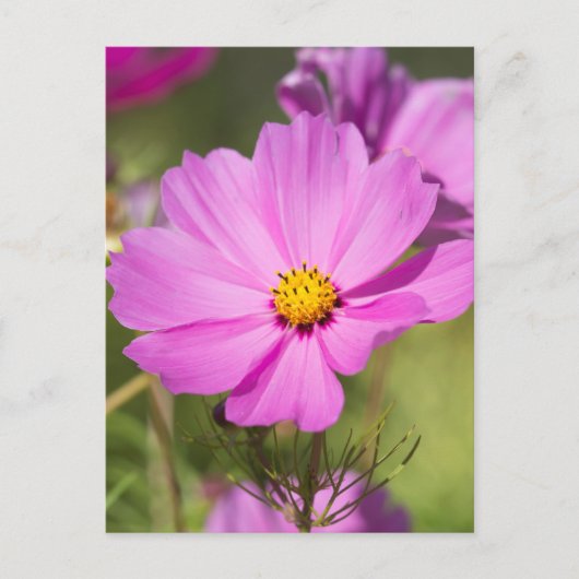 Roze Cosmos Flower 2 Briefkaart (Voorkant)