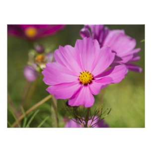 Roze Cosmos Flower 2 Perfect Poster