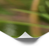 Roze Cosmos Flower 2 Perfect Poster (Hoek)