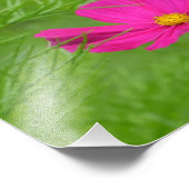 Roze Cosmos Flower Photo Print Foto Afdruk (Hoek)