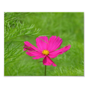 Roze Cosmos Flower Photo Print Foto Afdruk