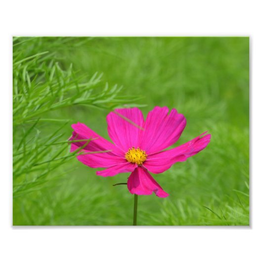 Roze Cosmos Flower Photo Print Foto Afdruk (Voorkant)