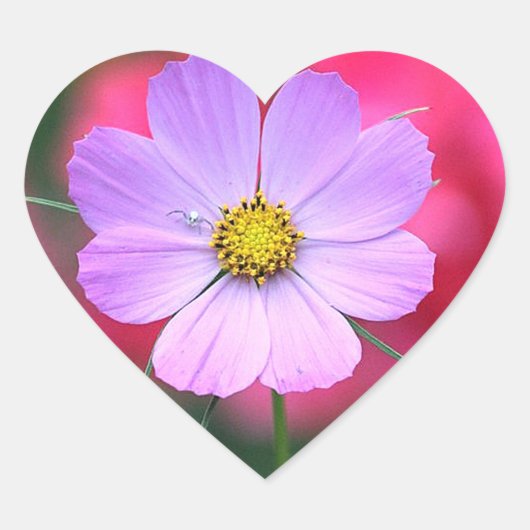 Roze Cosmos Flower Sticker (Voorkant)