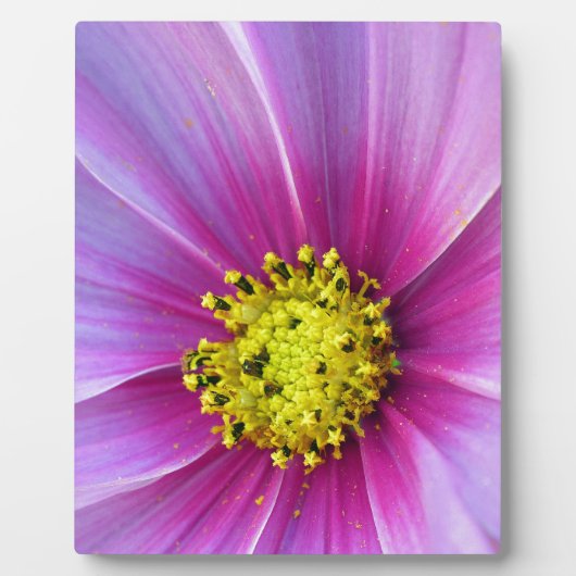 Roze Cosmos Fotoplaat (Voorkant)