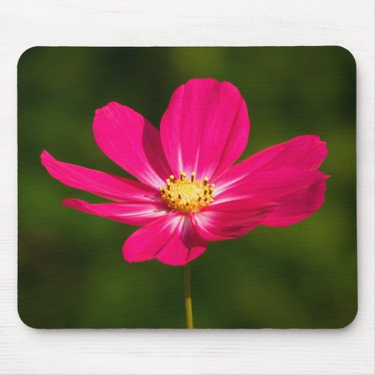 Roze Cosmos Muismat (Voorkant)