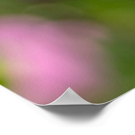 Roze Cosmos Poster (Hoek)