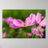 Roze Cosmos Poster (Voorkant)