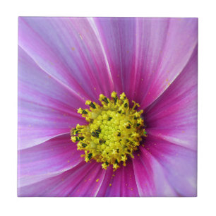 Roze Cosmos Tegeltje