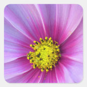 Roze Cosmos Vierkante Sticker (Voorkant)