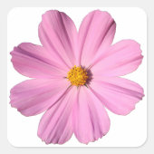 Roze Cosmos Vierkante Sticker (Voorkant)