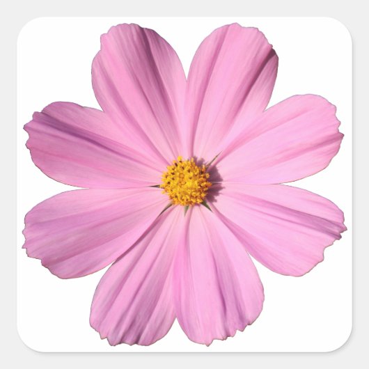 Roze Cosmos Vierkante Sticker (Voorkant)