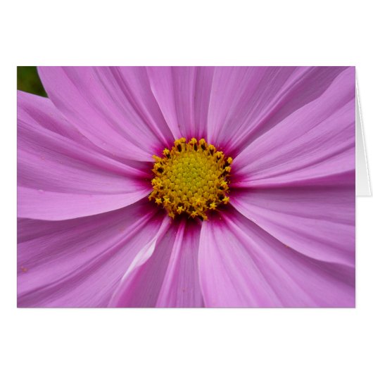 Roze Cosmos Wildflower Floral (Voorkant Horizontaal)