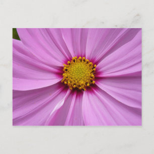 Roze Cosmos Wildflower Floral Briefkaart