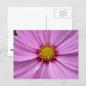 Roze Cosmos Wildflower Floral Briefkaart (Voorkant / Achterkant)