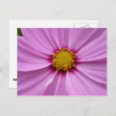 Roze Cosmos Wildflower Floral Briefkaart (Voorkant / Achterkant)