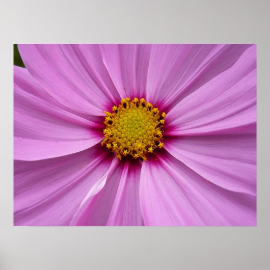 Roze Cosmos Wildflower Floral Poster (Voorkant)