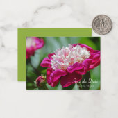 Roze Cottage Peony botanische ventilator Notitiekaartje (Voorkant / Achterkant in situ)