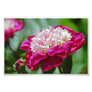 Roze Cottage Pioen Tuin Bloem Foto Afdruk