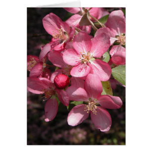 Roze Crabapple