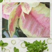 Roze Cream Poinsettia Theedoek (Gevouwen)