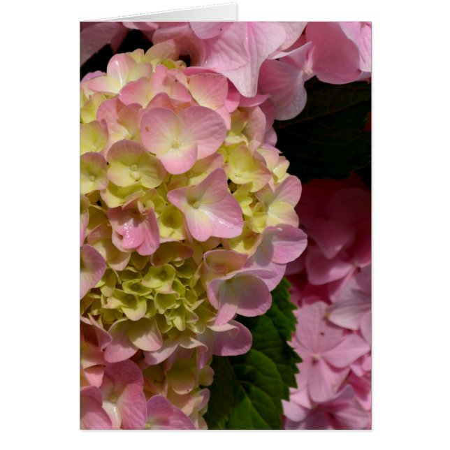 Roze Crème Hydrangeas geel roze groen bloemig (Voorkant)