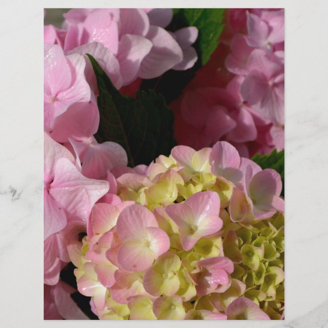 Roze Crème Hydrangeas geel roze groen bloemig (Voorkant)