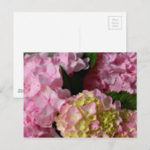 Roze Crème Hydrangeas geel roze groen bloemig Briefkaart (Voorkant / Achterkant)