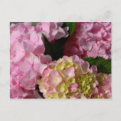 Roze Crème Hydrangeas geel roze groen bloemig Briefkaart (Voorkant)